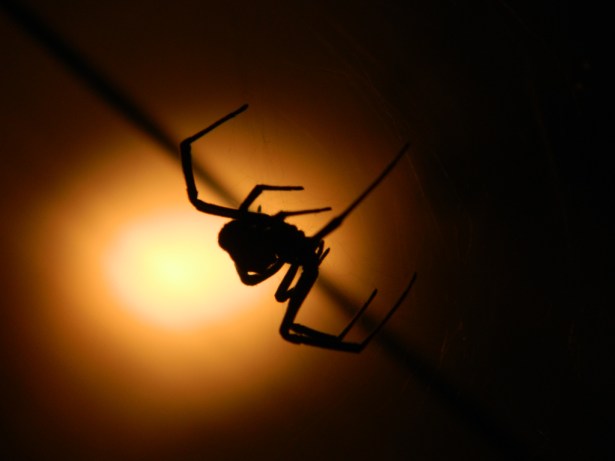 Black Widow Kurtz Detektei Bochum, Copyright Anthony