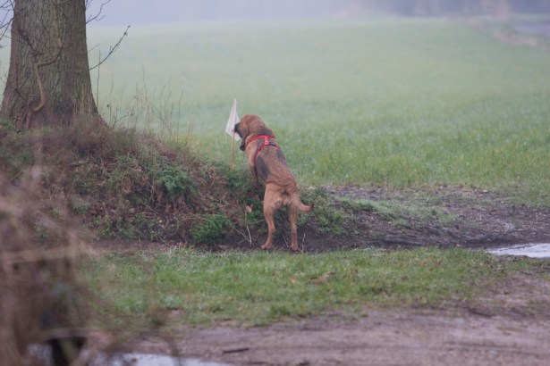 Mantrailer Kurtz Detektei Stuttgart; © John Leslie