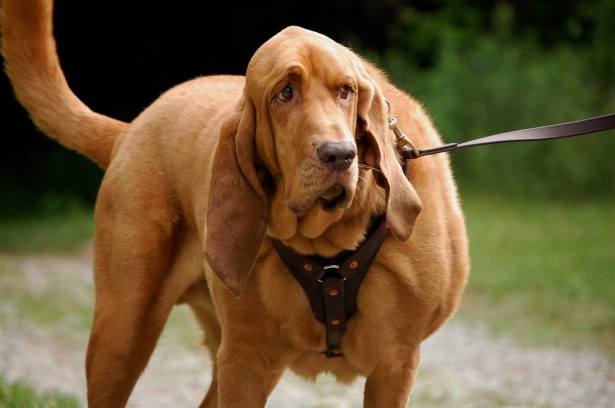 Mantrailer Kurtz Detektei Düsseldorf